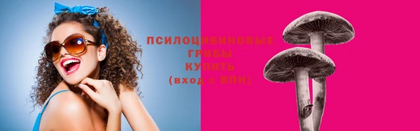 прущие грибы Апатиты